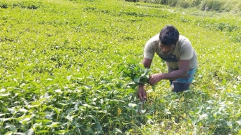 ভাসমান কলমিশাক চাষে শরিফুলের ভাগ্য বদল