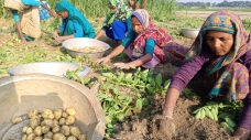 আলুর বাম্পার ফলন, ভালো দাম পেয়ে সন্তুষ্ট চাষী 