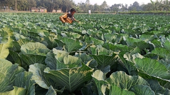 ফুলকপি চাষ করে কৃষকের মাথায় হাত