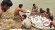 বাগমারায় পুকুরে বিষ দিয়ে ৩০ লাখ টাকার মাছ নিধনের অভিযোগ