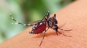 ডেঙ্গুতে ২৪ ঘণ্টায় একজনের মৃত্যু, হাসপাতালে ৩২৯